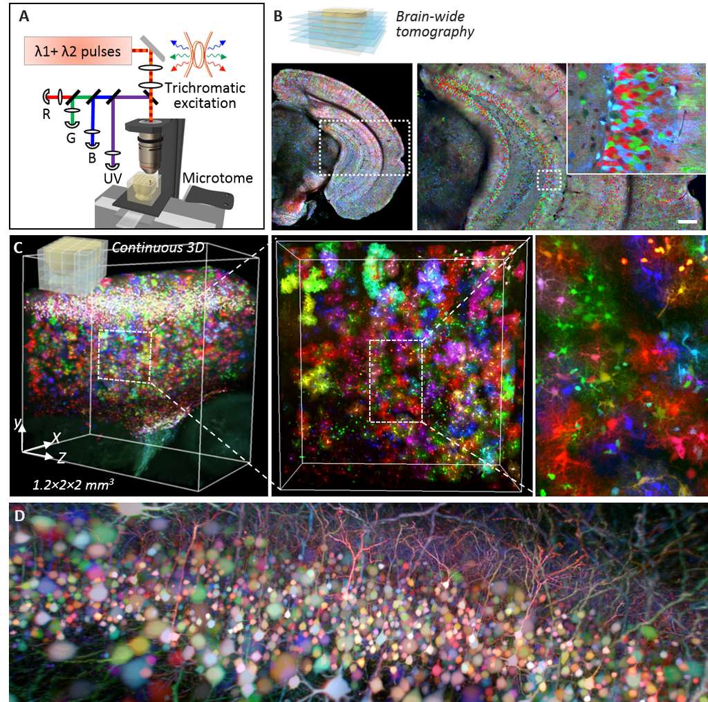 (A) Principe de la microscopie Chroms, associant excitation biphotonique couleur par mélange de fréquences et découpe sériée automatisée du tissu cérébral. (B) Image acquise avec le mode « tomographie sur cerveau entier » montrant le cortex et l’hippocampe d’une souris Brainbow. (C) Reconstruction 3D et vue à différentes échelles d’un volume de 4.8 mm3 de cortex de souris dans lequel les astrocytes sont marqués avec des protéines fluorescentes de couleurs différentes. (D) Vue 3D de neurones marqués en couleur dans le cortex de souris. © Abdeladim <em>et al</em>, Nat Commun 2019