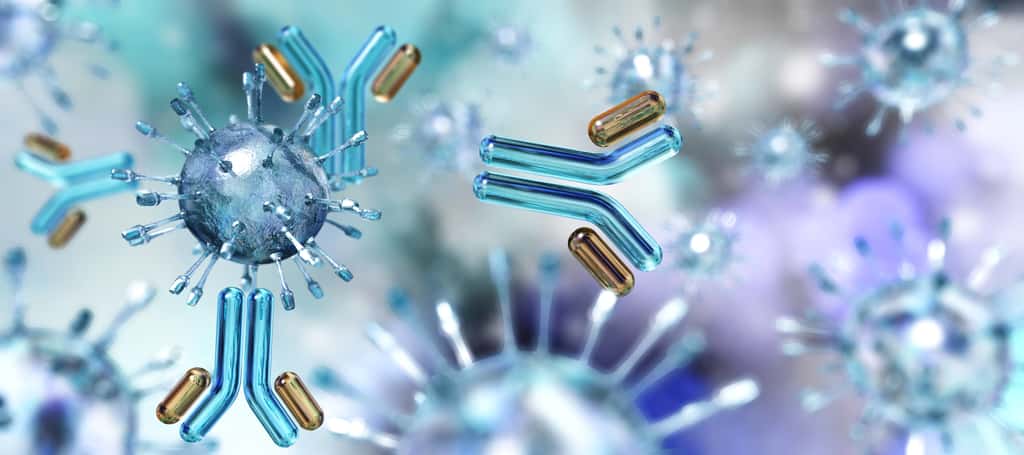 91,1 % des personnes infectées dans cette cohorte ont produit des anticorps contre le SARS-CoV-2. © ustas, Adobe Stock