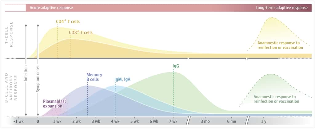 Le schéma général de la réponse immunitaire adaptative anti-SARS-CoV-2. La courbe du haut concerne les lymphocytes T et celle du bas les lymphocytes B et les anticorps. © David S. Stephen et Juliana Mc Elrath, Jama