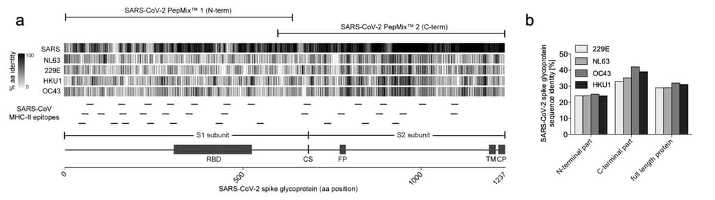 Les deux mélanges de peptides qui recouvrent la séquence complète de la protéine S du Sars-CoV-2 et le dégré d'identité des domaines N-terminaux, C-terminale entre les différents coronavirus. © Julain Braun et al. <em>medRxiv</em>