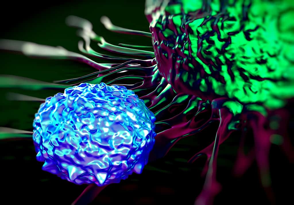 Les lymphocytes T peuvent s’attaquer aux cellules cancéreuses. © royaltystockphoto.com, Shutterstock