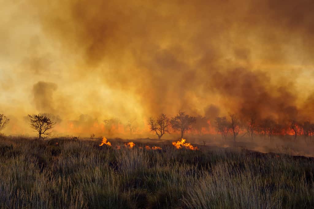 Feu de brousse (bushfires) en Australie. © beau, Adobe Stock
