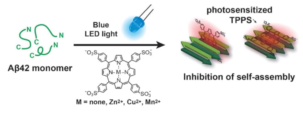 Les porphyrines (<em>photosensitized TPPS</em>, pour meso-tetra(4-sulfonatophenyl) porphyrine) stimulées par la lumière bleue (<em>Blue LED light</em>) inhibent l'assemblage des protéines amyloïdes (<em>self-assembly</em>). © KAIST