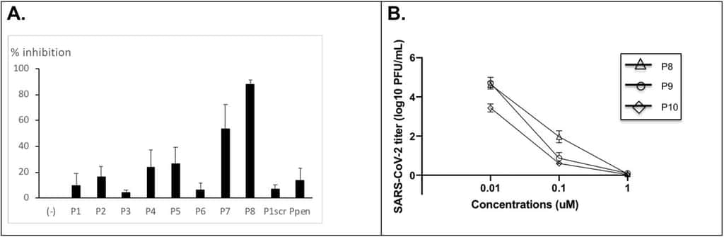  À gauche, le pourcentage d'inhibition du coronavirus pour chaque peptide testé, on voit que le P7 et P8 sont les plus efficaces. À droite, le titre en coronavirus en fonction d'une gamme de concentration croissante des peptides P8, P9 et P10. © Philippe Karoyan et al. <em>bioRxiv</em>