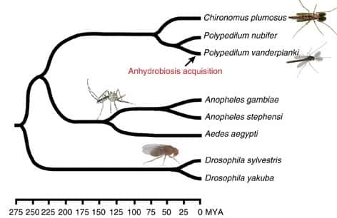 Arbre phylogénétique construit par comparaison des séquences de la cytochrome oxydase I. MYA = millions d’années. © Gusev et al 2014, Nature Communications.