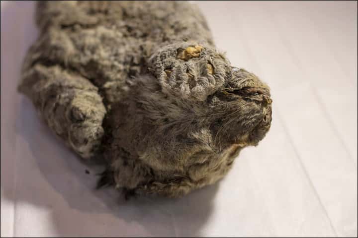 Le lionceau avait sa tête posée sur sa patte avant droite quand il est mort. Il a passé entre 20.000 et 50.000 ans enseveli dans le permafrost en Yakouthie jusqu’à ce que la crue d’une rivière le mette au jour. © <em>The Siberian Times</em>
