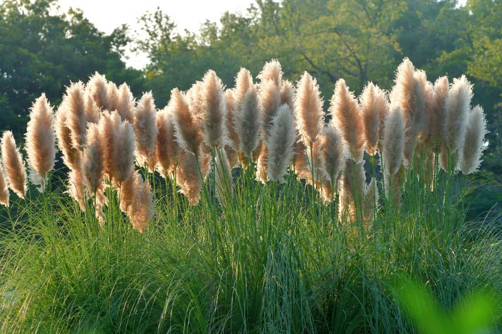 Les magnifiques herbes de la pampa, autrefois très en vogue dans les jardins, sont désormais indésirables en France. © magicflute002, iStock