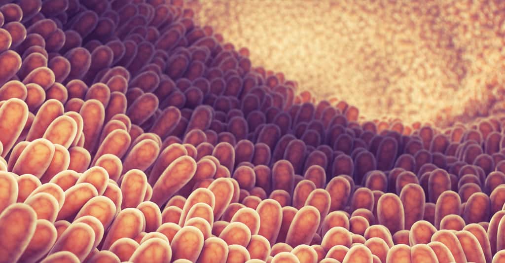 Des scientifiques ont étudié une à une les&nbsp;milliers de cellules différentes qui constituent l'épithélium intestinal.&nbsp;© nobeatssofierce, Shutterstock