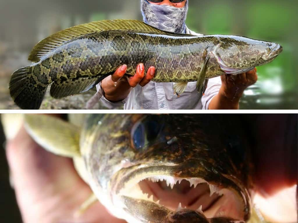   Ce poisson à tête de serpent, qui respire sur terre, menace la biodiversité. Il peut mesurer 1 mètre de long, peser 5 kilos et sa mâchoire est dotée de dents acérées. © Canva pro / Monsterfishkeepers.com