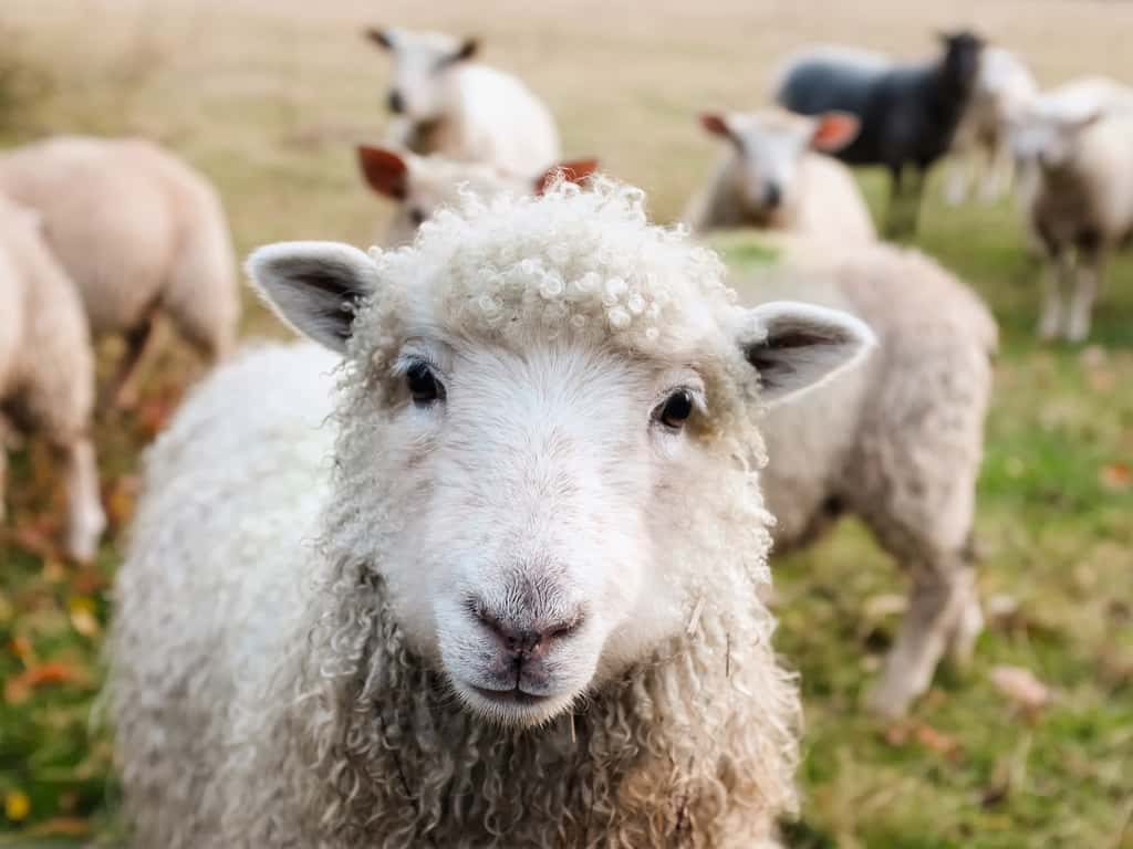 Le mystère des moutons qui tournent en rond est probablement lié à de mauvaises conditions d'élevage. © 12019, Pixabay