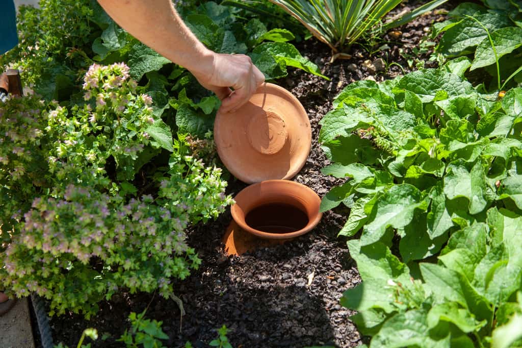 La olla est un système d'irrigation ingénieux et pourtant très ancien. On peut la remplacer par un simple pot en terre cuite. Celui-ci devient un réservoir d’eau qui, grâce à sa diffusion lente et naturelle, permet à la terre d'être constamment humidifiée. © Olivier-Tuffé, Adobe Stock