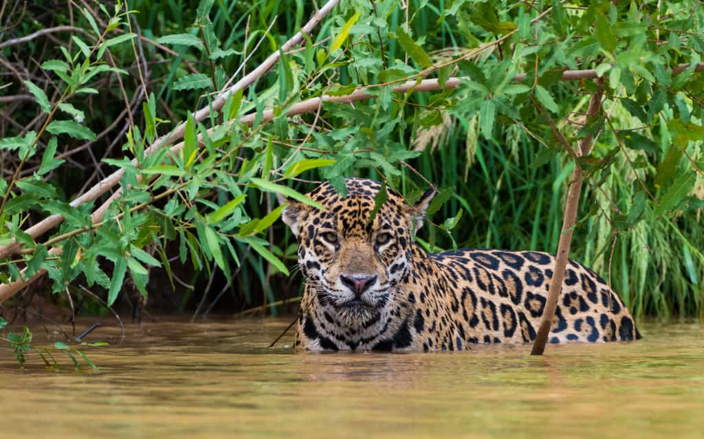 Le jaguar, espèce quasi menacée (UICN), subit la déforestation de la forêt amazonienne, qui limite son territoire. © Hans, AdobeStock