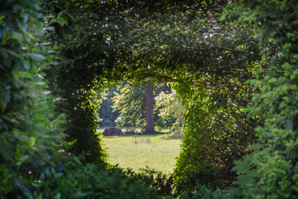 Voici les plus beaux arbustes brise-vue parfumés, pour un jardin paisible et parfumé toute l'année. © Pauws99, iStock