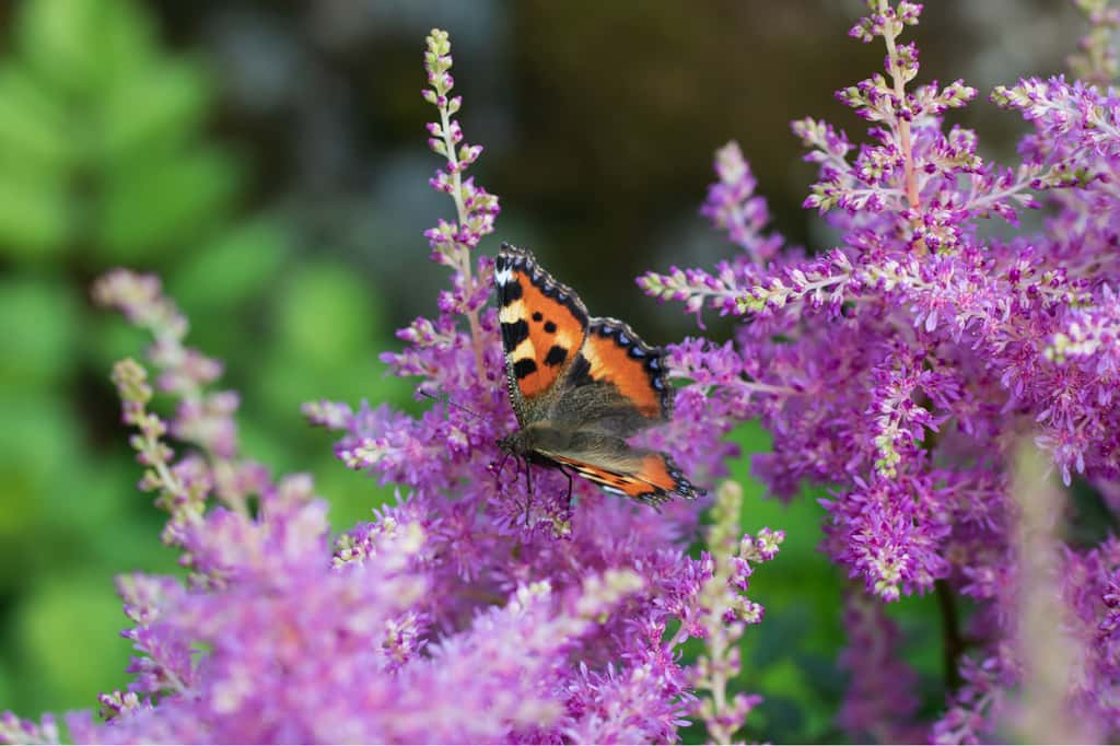 Préparez un printemps coloré en plantant cette fleur magnifique dès aujourd'hui. Son nom ? L'astilbe. © Galina Sandalova, iStock