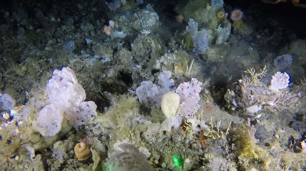 Un aperçu du jardin de corallien identifié à 550 mètres de profondeur au large du Groenland. On peut y voir des éponges, des anémones et des crinoïdes. © ZSL, GINR 