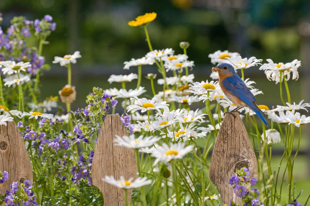 Le jardin punk va fort bien s'accorder avec vos envies de farniente.  © iStock