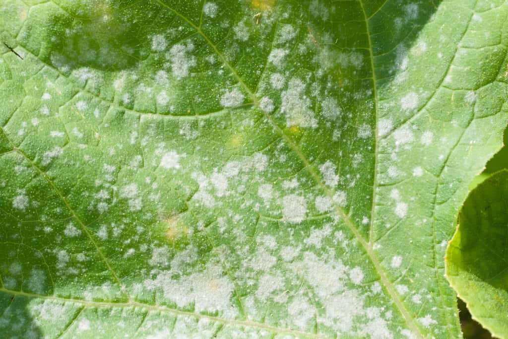 Attention à l'oïdium sur les feuilles de vos plants, il s'apparente à une poudre blanche. © Elena Abduramanova, Adobe Stock