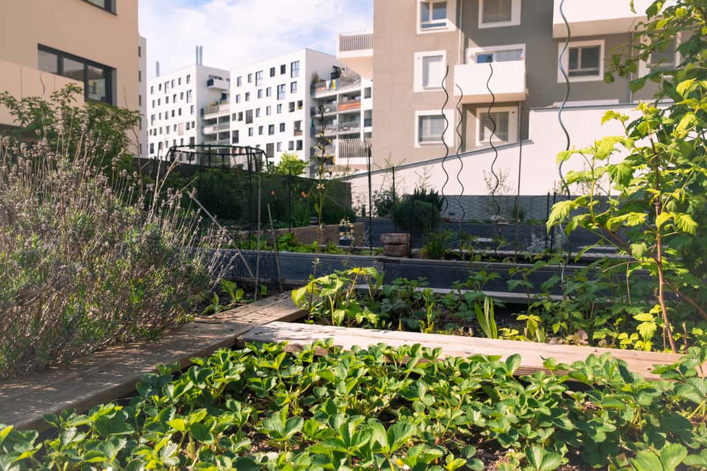 Les jardins partagés « poussent » entre de grands immeubles ! ©Olena, Adobe Stock