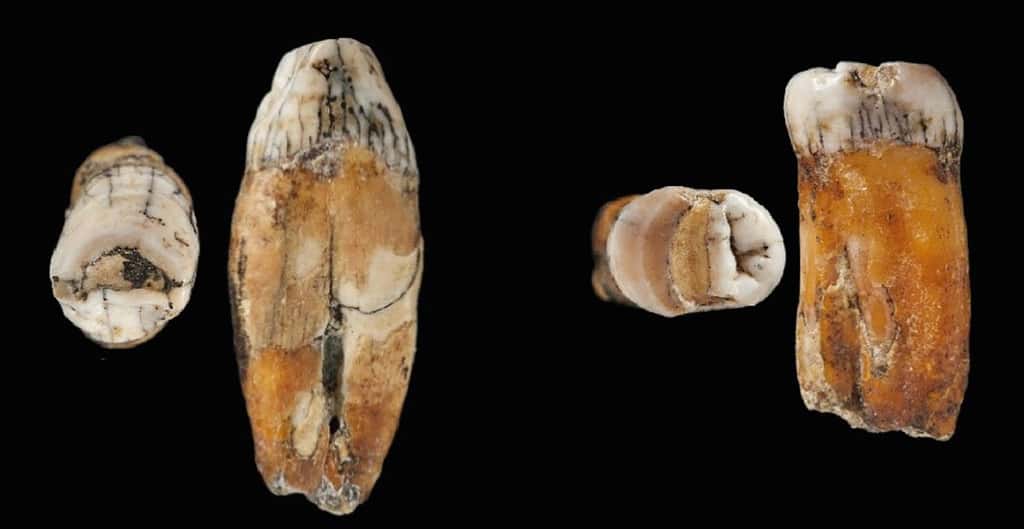 Deux des dents trouvées dans la grotte à Jersey, signe potentiel d'une hybridation entre Neandertal et <em>Homo sapiens</em>. © <em>Natural Museum History</em>