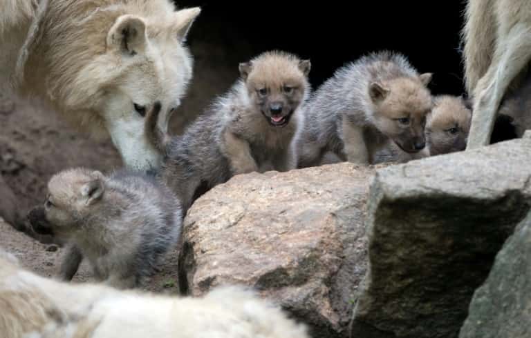 Les portées de loup gris (<em>Canis lupus</em>) sont composées de cinq à six petits en moyenne, elles sont choyées par les deux parents, et parfois par d'autres membres de la meute. © Johannes Eisele,<em> AFP, Archives</em> 