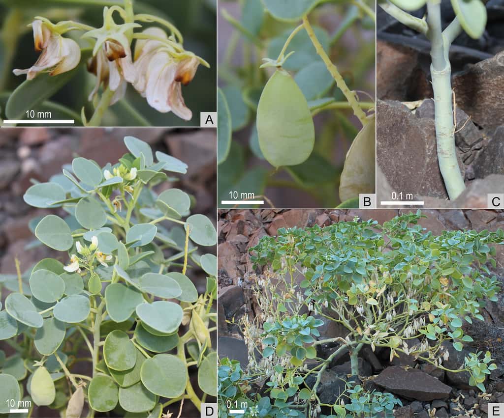 Fleurs (A), fruits (B), tige (C) feuilles (D) et spécimen (E) de la plante O<em>berholzeria etendekaensis</em>. © W. Swanepoel, <em>PLOS One</em> 2015.