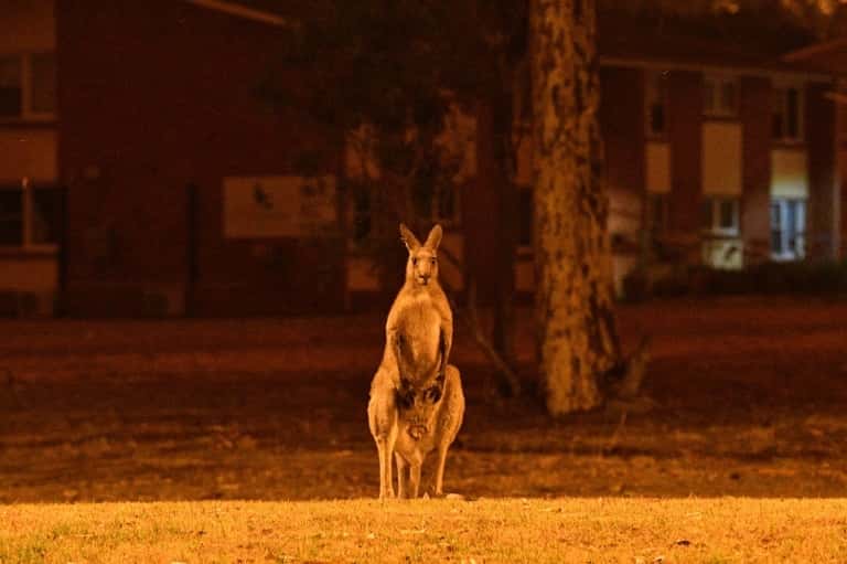 Un kangourou aperçu dans la ville de Nowra, en Nouvelle-Galles du Sud, à proximité d'une zone d'incendie. © Saeed Khan, AFP Archives