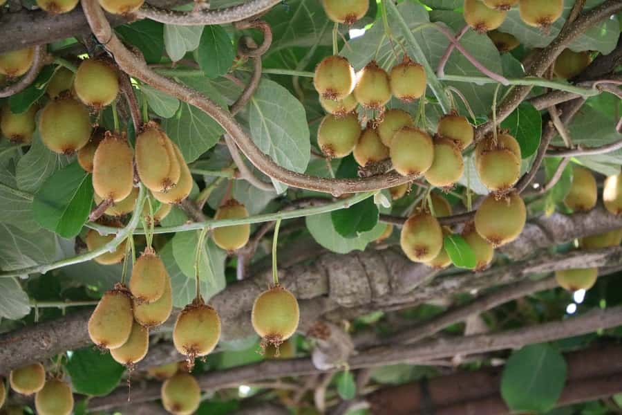 L'actinidia est une liane fruitière très productive. ClaraNila, Adobe Stock