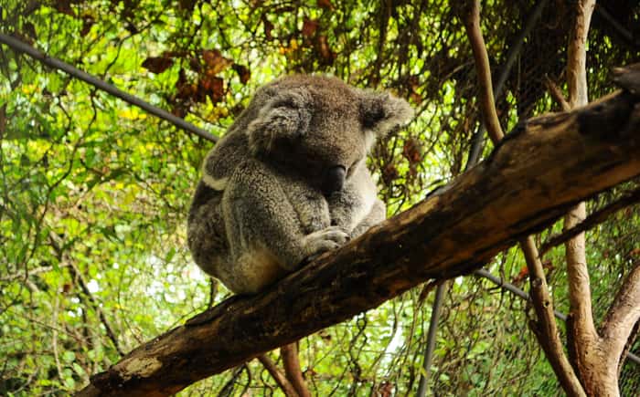 La journée, les koalas apprécient prendre du repos dans des arbres tels que les <em>Brachychiton</em> ou les <em>Casuarina cristata</em>. Ils couvrent principalement leurs besoins en eau en consommant les feuilles d'eucalyptus, ce qui leur évite d'avoir à descendre des arbres, au risque de rencontrer un prédateur. © indeliblemistakes, Flickr, cc by sa 2.0