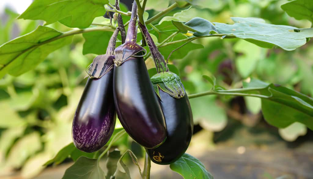 L'aubergine est un légume qui se cuisine uniquement cuit. © ROKA Creative, Adobe Stock