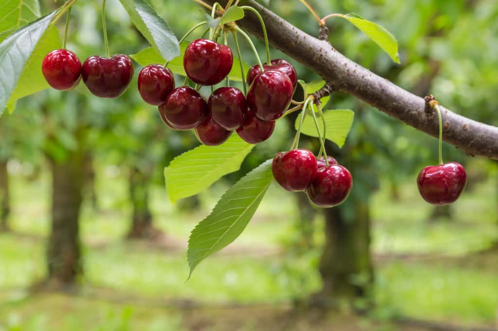 Incroyable ! Déjà les Romains consommaient des cerises ! © Patrik Stedrak, Adobe Stock