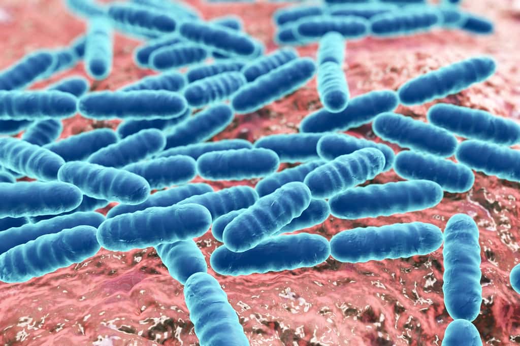 La souche probiotique utilisée dans le traitement était une bactérie lactique <em>Lactobacillus rhamnosus</em>. © Kateryna_Kon, Fotolia