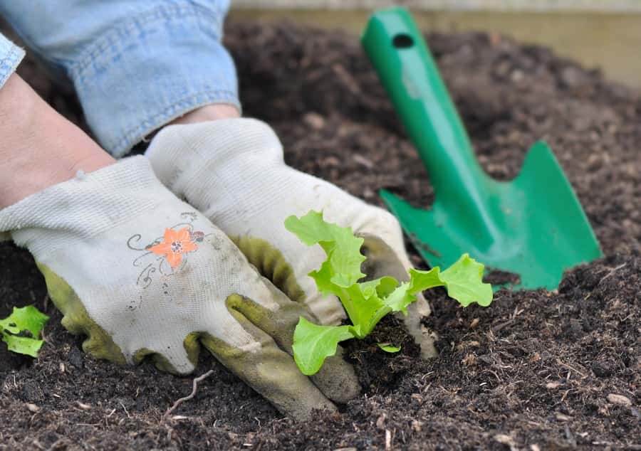 Repiquer ou planter des jeunes salades de printemps au potager. © coco, Adobe Stock
