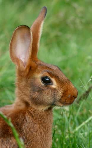 Dans la nature, le lapin doit se méfier des prédateurs. Son cerveau doit être en alerte et bien réagir. © MartheKryvi, Wikimedia Commons, cc by sa 3.0