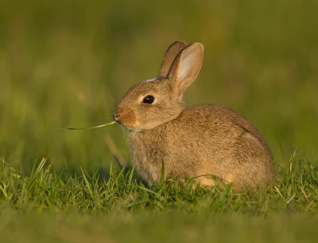 Ce lapin déguste un brin d'herbe, qu'il a pu trancher grâce à des incisives aiguisées, et qu'il grignote à l'aide de ses molaires à couronne haute. © giedriius, Adobe Stock