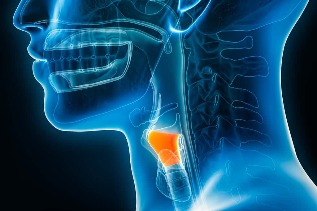 Illustration du larynx. © Matthieu, Adobe Stock