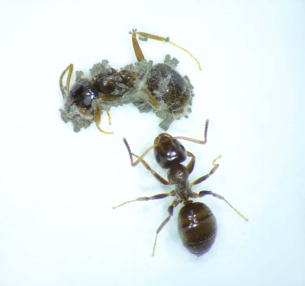 Les fourmis développent la maladie lorsque suffisamment de spores pénètrent leur cuticule. Le champignon doit tuer son hôte afin de compléter son cycle reproducteur et libérer de nouvelles spores. © Matthias Konrad, Ista