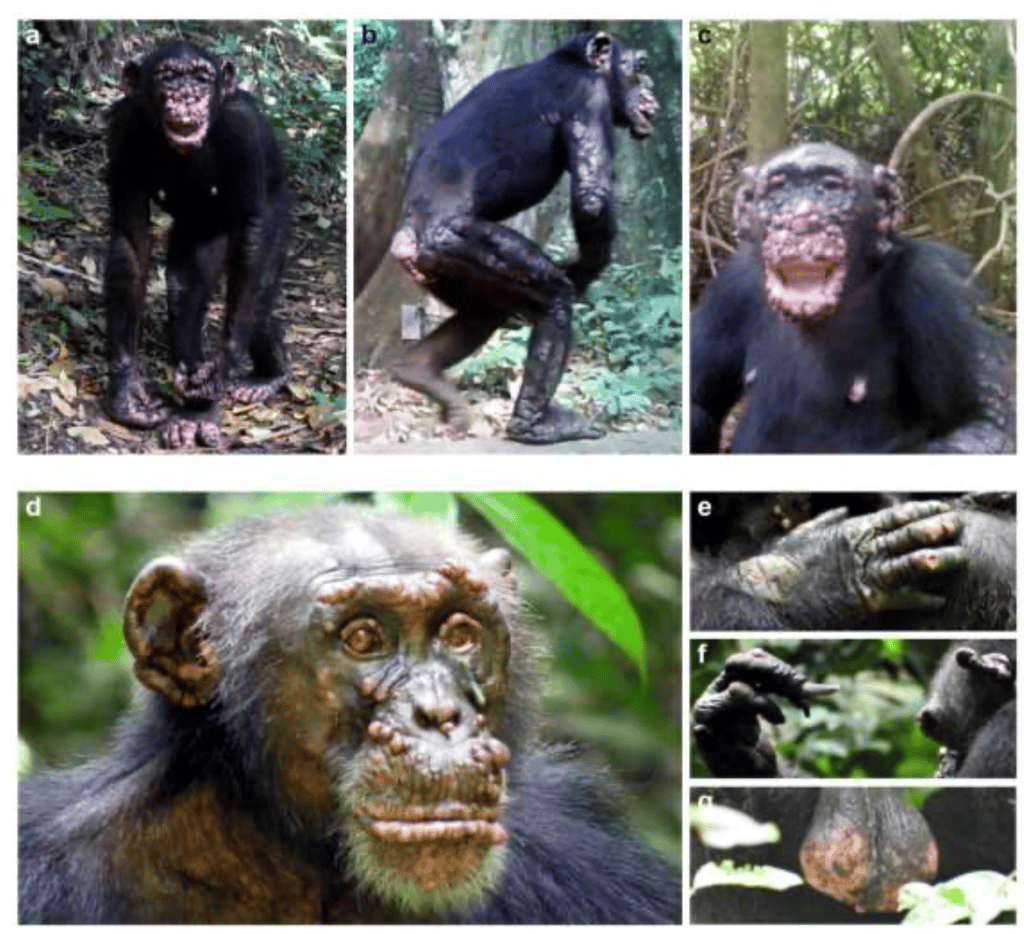 Photos prises par les scientifiques de plusieurs chimpanzés malades de la lèpre en Guinée-Bissau et en Côte d'Ivoire. © Kinberly J. Hockings et <em>al. BioRxiv</em>