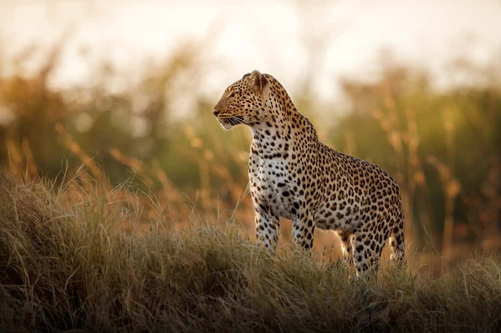 Les léopards de la région sont notamment victime du braconnage. © photocech, Adobe Stock