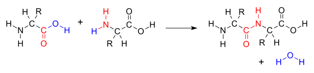 Formation d'une liaison peptidique par condensation et déshydratation de deux acides aminés© Wikipédia Commons, Domaine Public