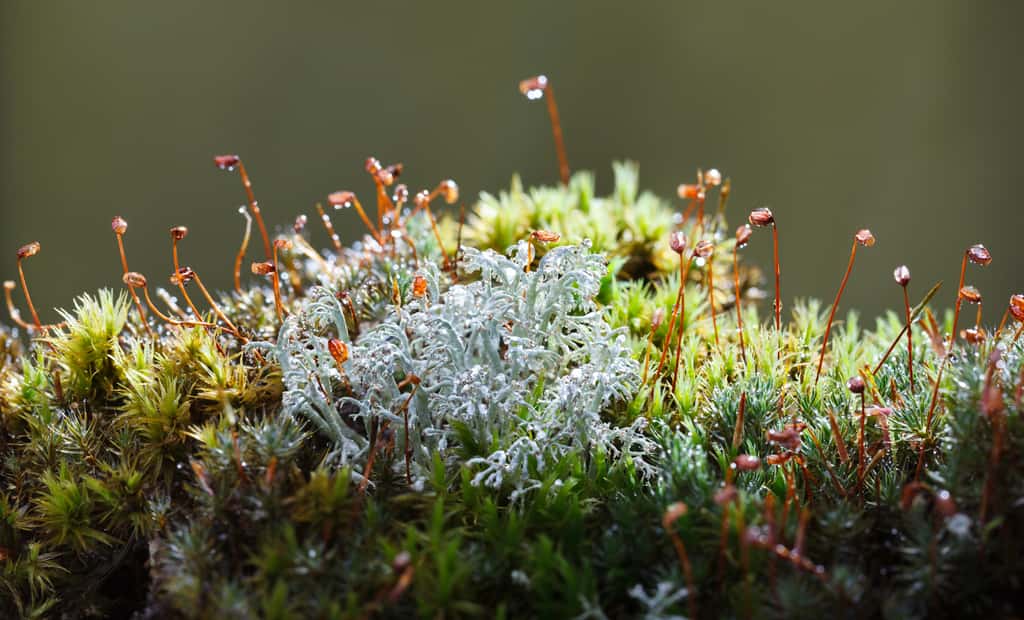 Les lichens, tout comme les mousses, régulent l'humidité de leur milieu en absorbant l'eau des précipitations et en la restituant lentement. © abet, Adobe Stock  