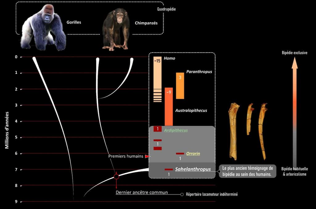 L'humanité s'est séparée du groupe des chimpanzés au cours du Miocène récent, entre 10 Ma et 7 Ma. Des différences morphologiques sont apparues petit à petit, notamment au niveau des os à cause de la diversification des moyens de locomotion : quadrupède pour les chimpanzés et bipède pour les humains. © Franck Guy, Palevoprim, CNRS – Université de Poitiers