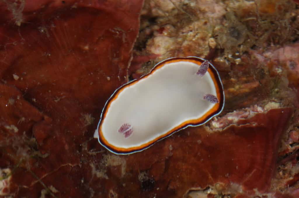 Avec un centimètre et demi de long, <em>Goniobranchus fabulus</em> est la plus grande espèce de l'ensemble des limaces de mer recensées cette année. © Académie des sciences de Californie