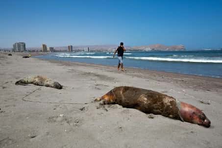 Lions de mer tués par la grippe aviaire au Chili, en avril 2023. Ces dernières années, le virus s’est rapidement propagé en Europe et s’est infiltré en Amérique du Nord et du Sud. © Patricio Banda, EPA-EFE