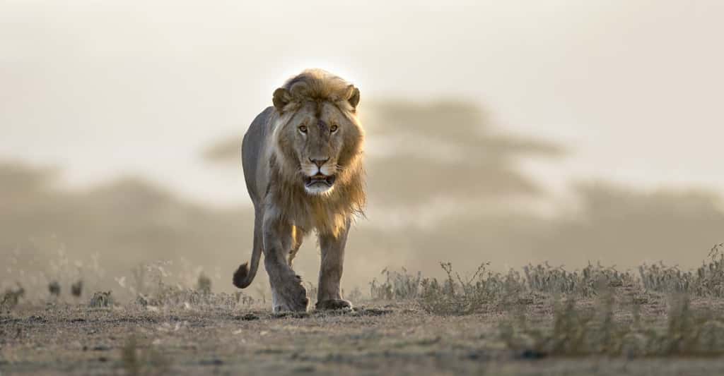 L'habitat naturel des lions est menacé. © Papa Bravo, Adobe Stock