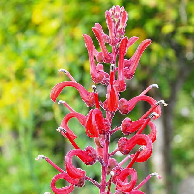 <em>Lobelia tupa</em> est une plante originaire du Chili qui fleurit en été. © Lotus Johnson, Flickr, CC by nc 2.0