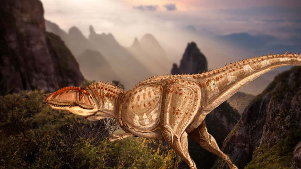 Giganotosaurus ou Giganotosaure, l’un des plus grands dinosaures. Signification : reptile géant. Ce dinosaure du Crétacé supérieur (-97 à -65 millions d’années) devait être l’un des plus grands dinosaures carnivores de tous les temps. Il devait mesurer entre 12 et 14 mètres et peser environ 7 à 8 tonnes.
 Ce monstre vivait en Argentine avec l’un des plus grands dinosaures : Argentinosaurus (peut-être 40 mètres de long et 90 tonnes). Giganotosaurus devait souvent se regrouper, à un moment de l’année (le départ des femelles pour aller pondre leurs œufs) afin de chasser. Ils essayaient alors d’isoler un vieux dinosaure, un malade ou un jeune membre du troupeau et de le tuer en le blessant. Parfois, Giganotosaurus pouvait attaquer seul des Iguanodons (dinosaure quadrupède et bipède de 9 mètres de long) dans les forêts clairsemées d’Argentine. Cet animal était probablement une machine à tuer, mais sa taille reste un sujet de discussion.
© ДиБгд, Wikimedia Commons, DP