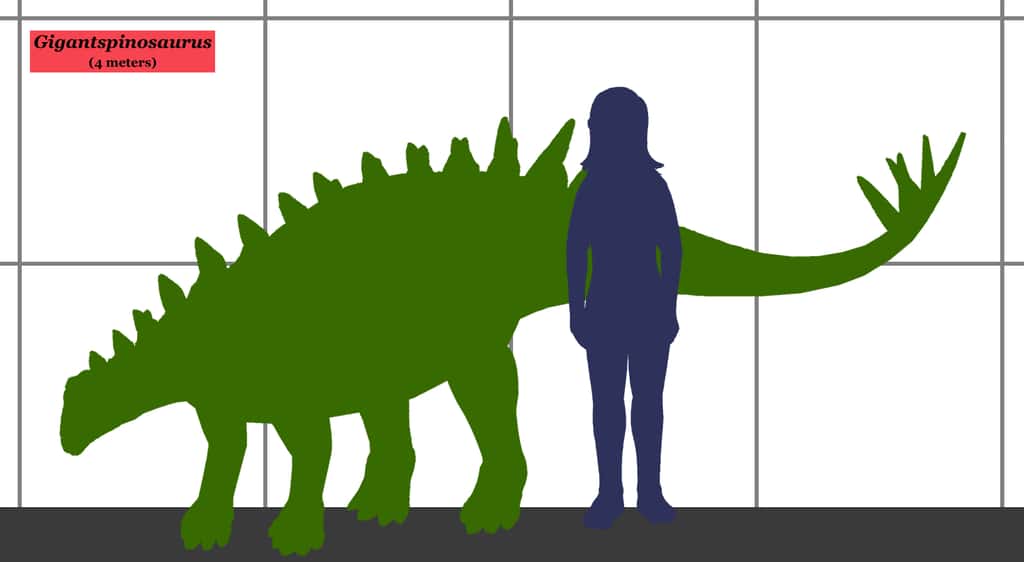 Taille du Gigantspinosaurus ou Gigantspinosaure