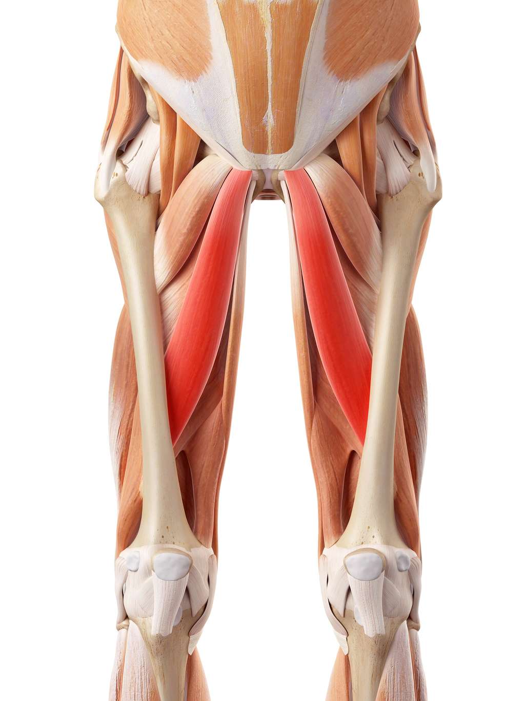 Localisation des muscles longs adducteurs (en rouge).© Sebastian Kaulitzki, Shutterstock