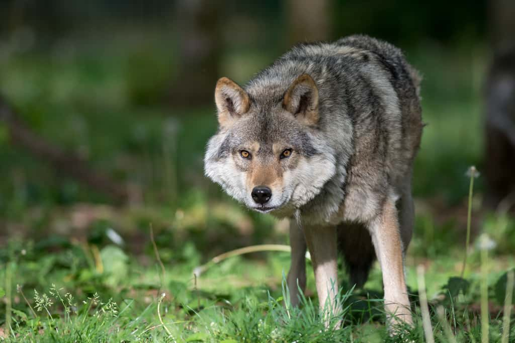 Contrairement à ce qui est ancré dans l’imaginaire collectif, la première émotion ressentie lors de la rencontre d’un loup n’est pas la peur, bien au contraire ! © Wildpix imagery, Adobe Stock 