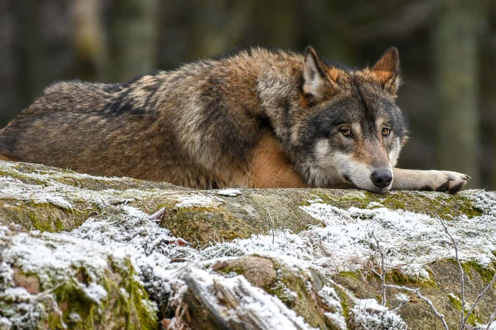 Malgré l'autorisation, sur dérogation, de tirs de défense et de prélèvement, l'abattage des loups est loin d'être la solution face aux attaques sur les troupeaux. © Dan, Adobe Stock 